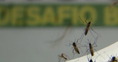 Estado de SP registra queda no número de casos de dengue neste ano