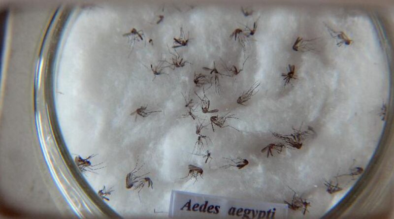 Prefeitura de São Paulo confirma primeira morte por dengue este ano