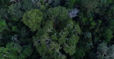 Terras indígenas ajudam a evitar casos de doenças respiratórias