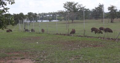 Campinas inicia inventário de capivaras nos parques da cidade