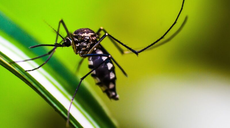 Primeiro na vacinação em massa contra dengue, Dourados tem Dia D