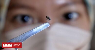 Dengue: a armadilha de mosquito usada por cidade de SP para controlar a doença