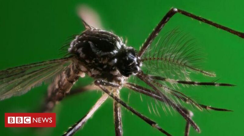 Dengue: a corrida 'urgente' para encontrar remédios efetivos contra a doença