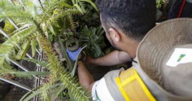 Dia D: secretarias de saúde promovem ações de combate à dengue