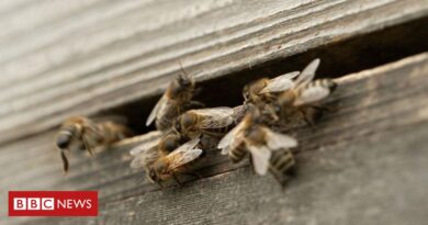 Como as abelhas podem ajudar famílias atingidas por guerras