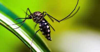 Queda de casos de dengue no Brasil deve se manter até fim de novembro