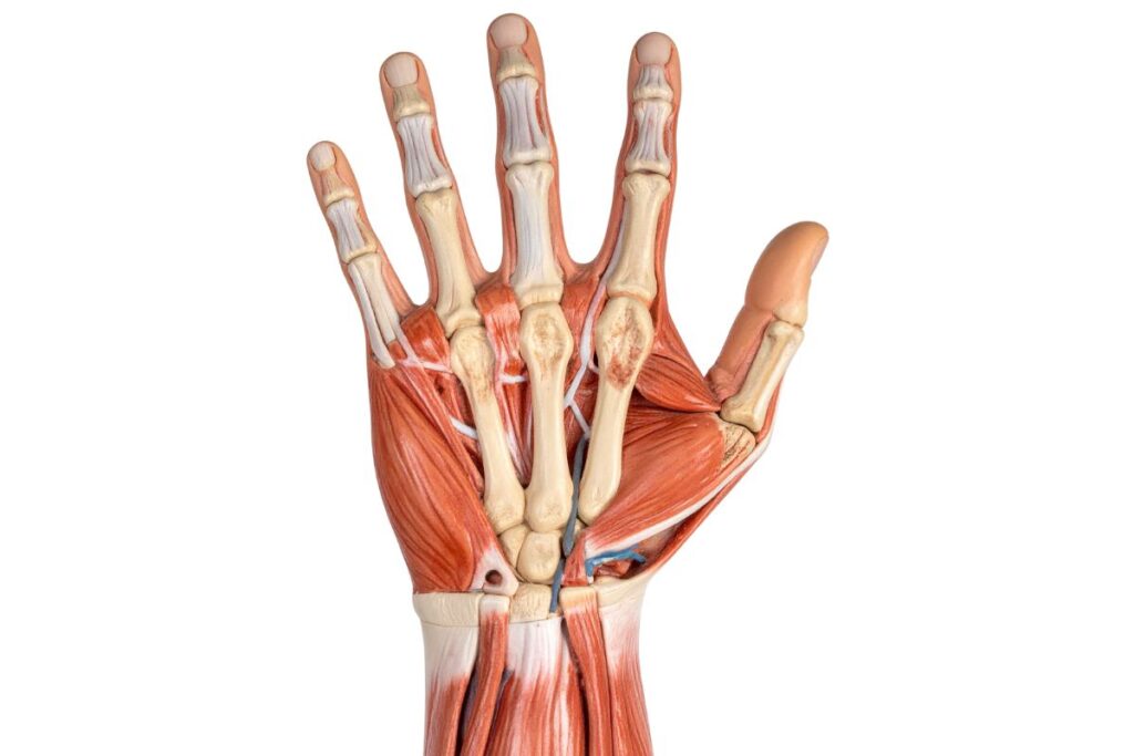Mão – Músculos Intrínsecos (Região Tenar, Hipotenar e Compartimento Central)
