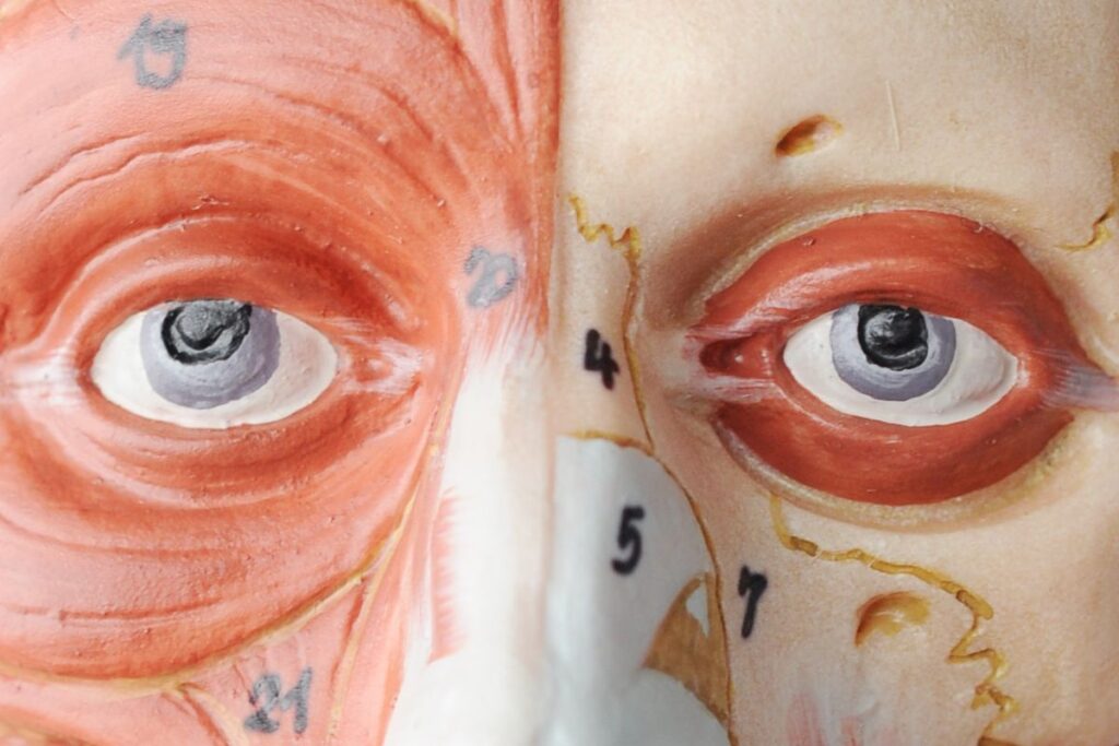 Músculos Extrínsecos do Globo Ocular (Olhos)