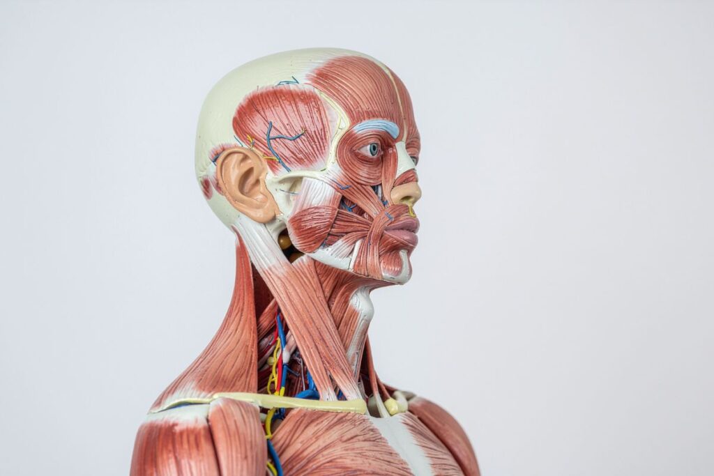 Músculos da Cabeça e Pescoço