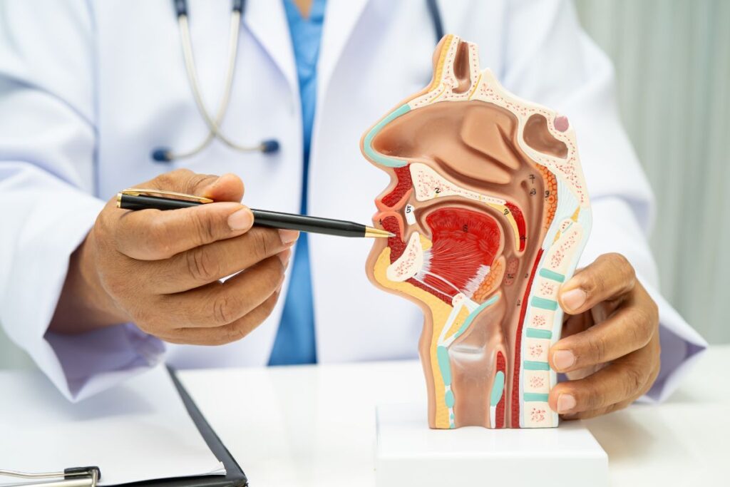 Músculos da Faringe