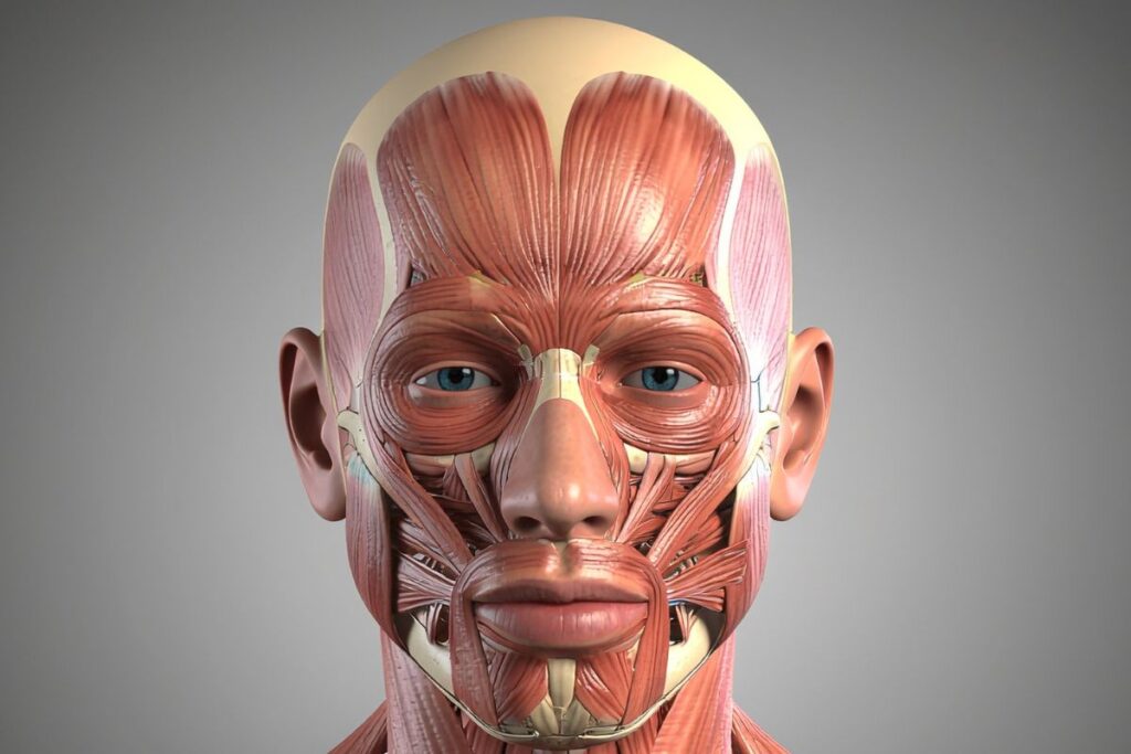 Músculos da Mastigação (Mandíbula)