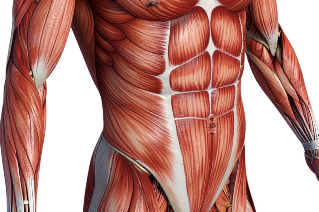 Músculos do Abdômen (Parede Abdominal)