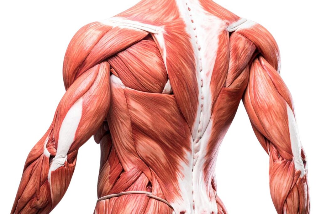 Músculos do Dorso (Costas) – Camada Superficial e Profunda