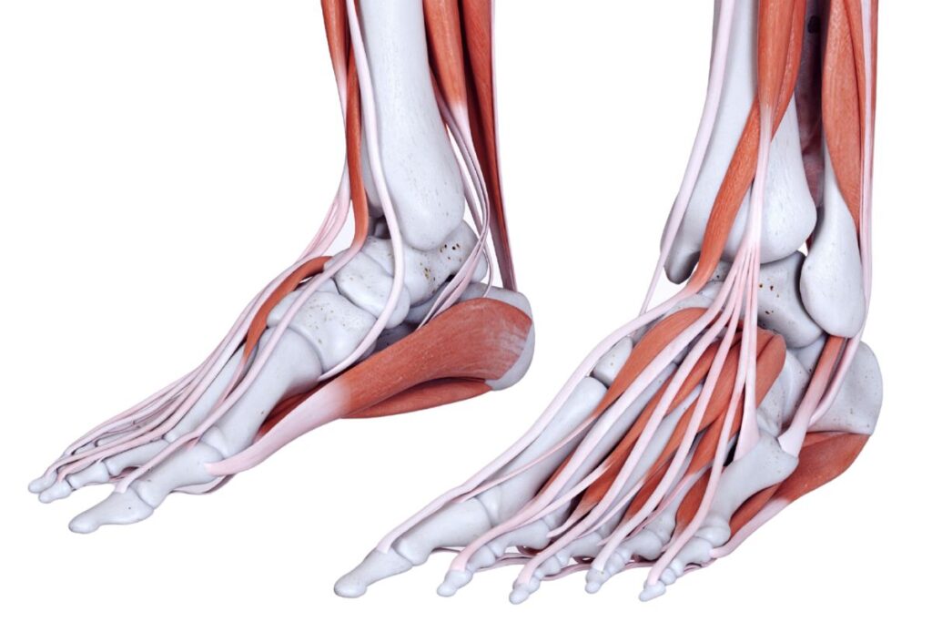 Pé – Músculos Intrínsecos do Pé (Dorsais e Plantares)